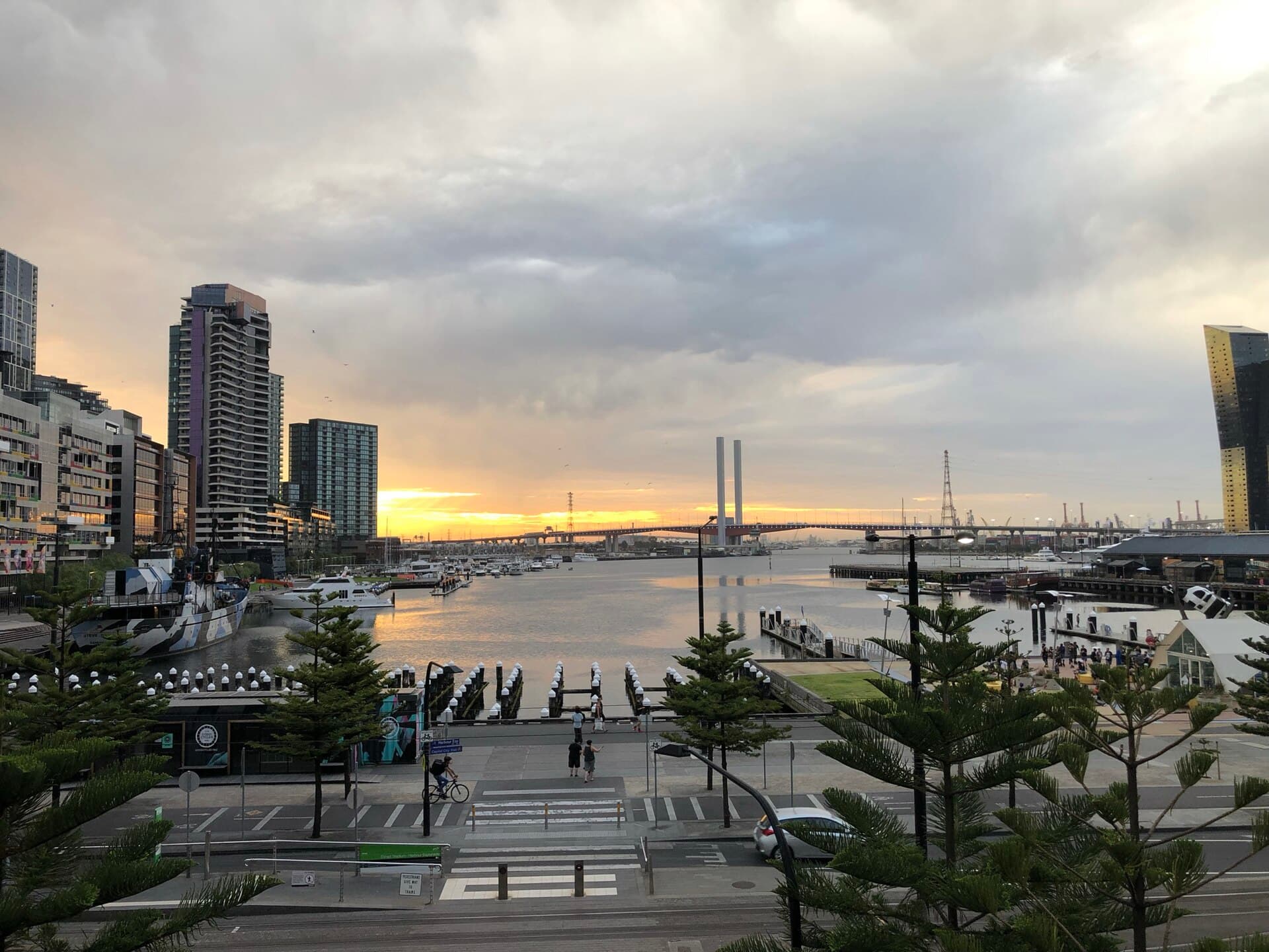 Norfolk Island pines beside a harbour marina and pedestrian crossing, with apartment towers and a cable-stayed bridge under evening cloud